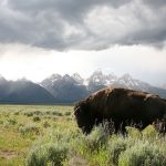 two buffalos in front of Teton mountains