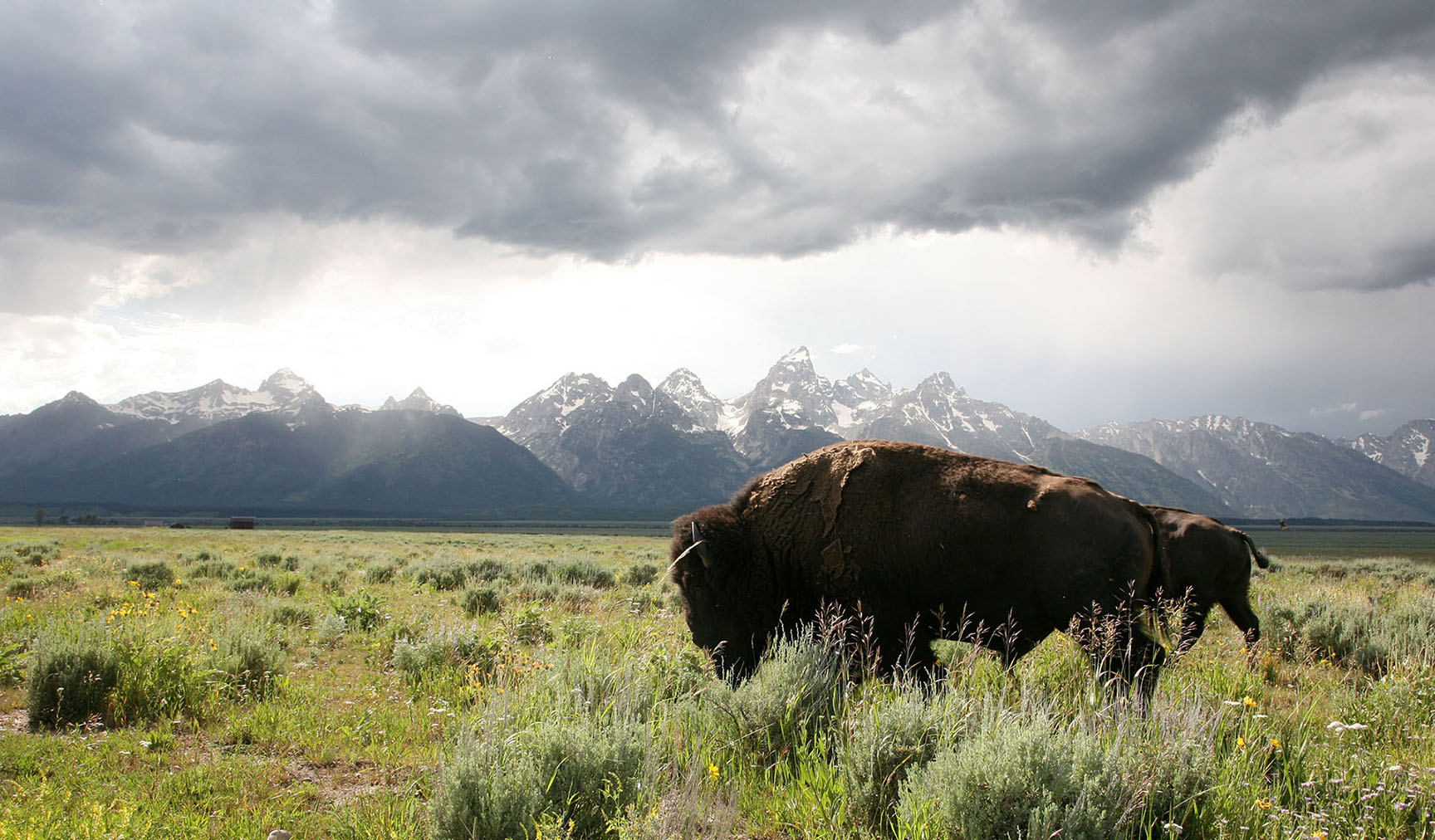 two buffalos in front of Teton mountains