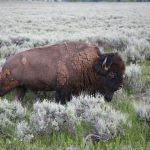 single buffalo in a field