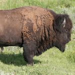 three buffalos in a field