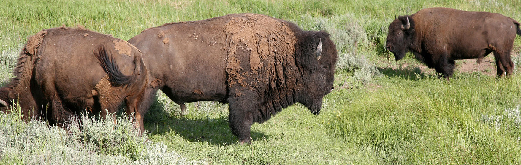 three buffalos in a field