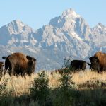 buffalos in a field with Tetons in the background