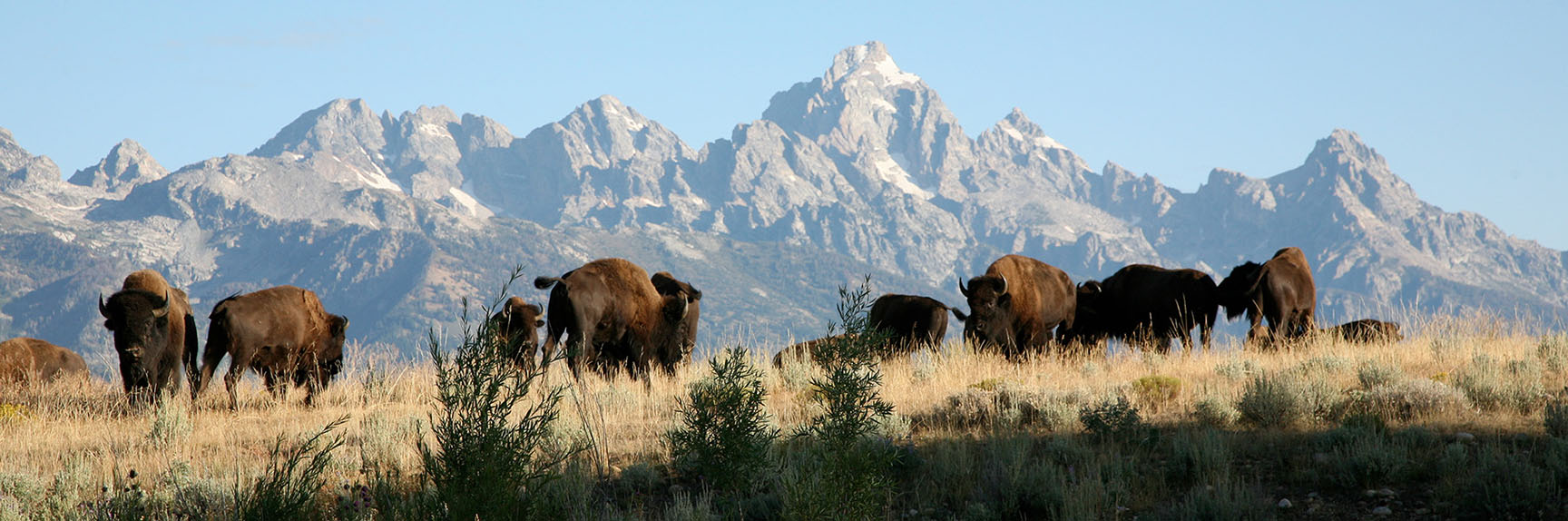 buffalos in a field with Tetons in the background