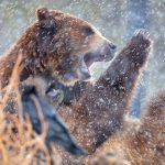 bear rolling around in the rain