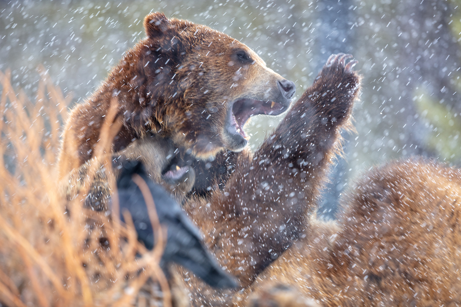 bear rolling around in the rain