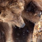 bearing looking under a log