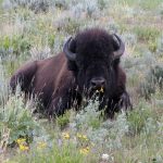 front view of bison laying down