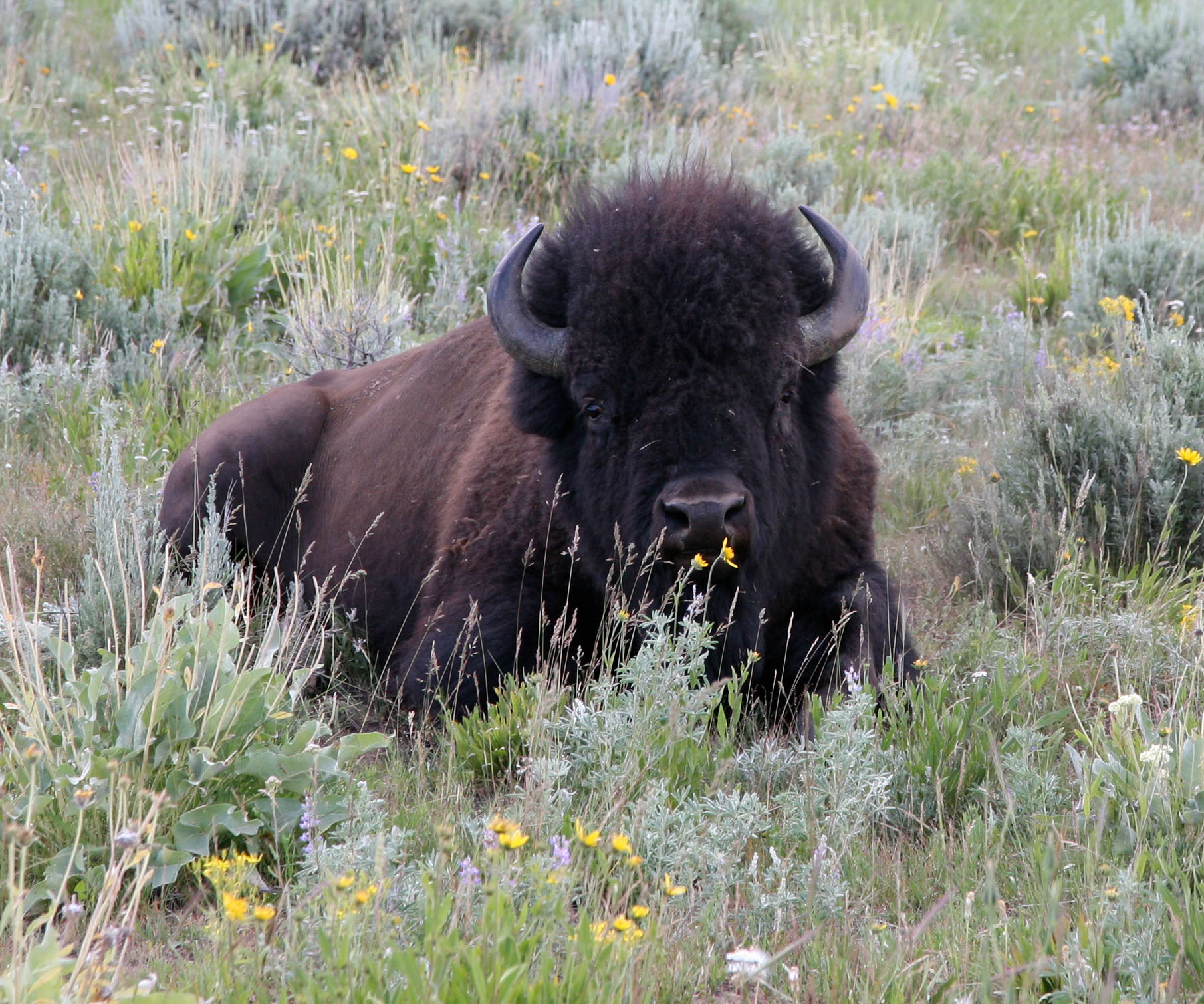 front view of bison laying down