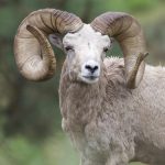 front view of big horn sheep face