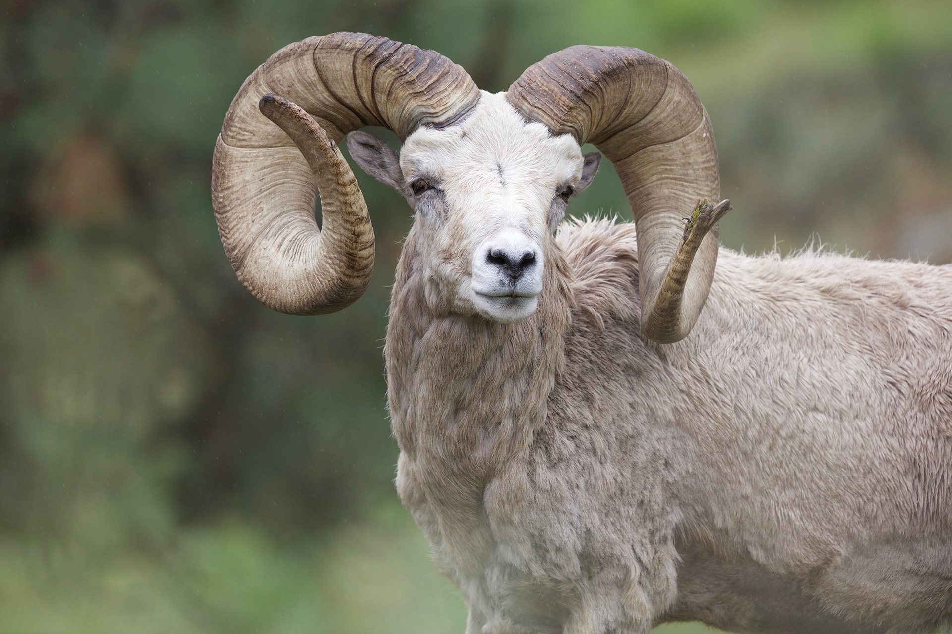 front view of big horn sheep face
