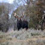 front view of moose in a field