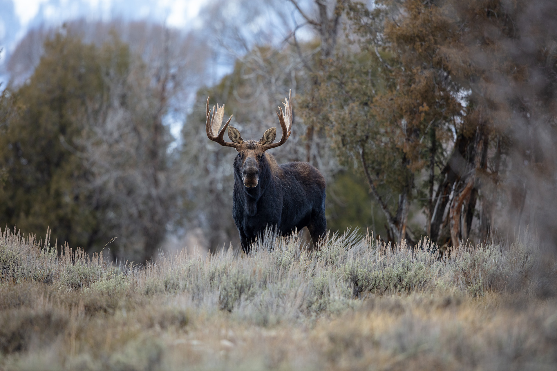 front view of moose in a field