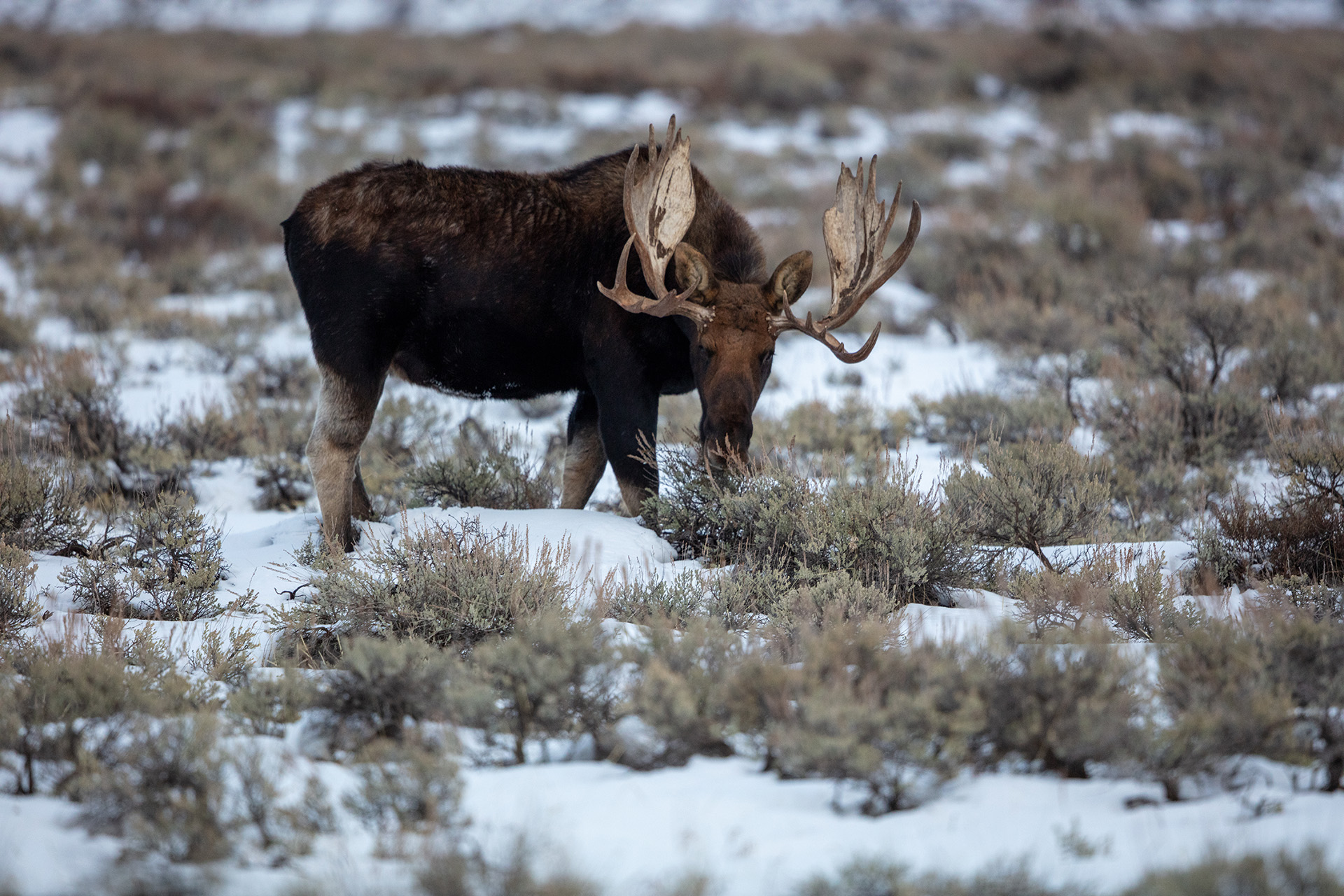 moose in a field