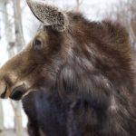 close view of moose head