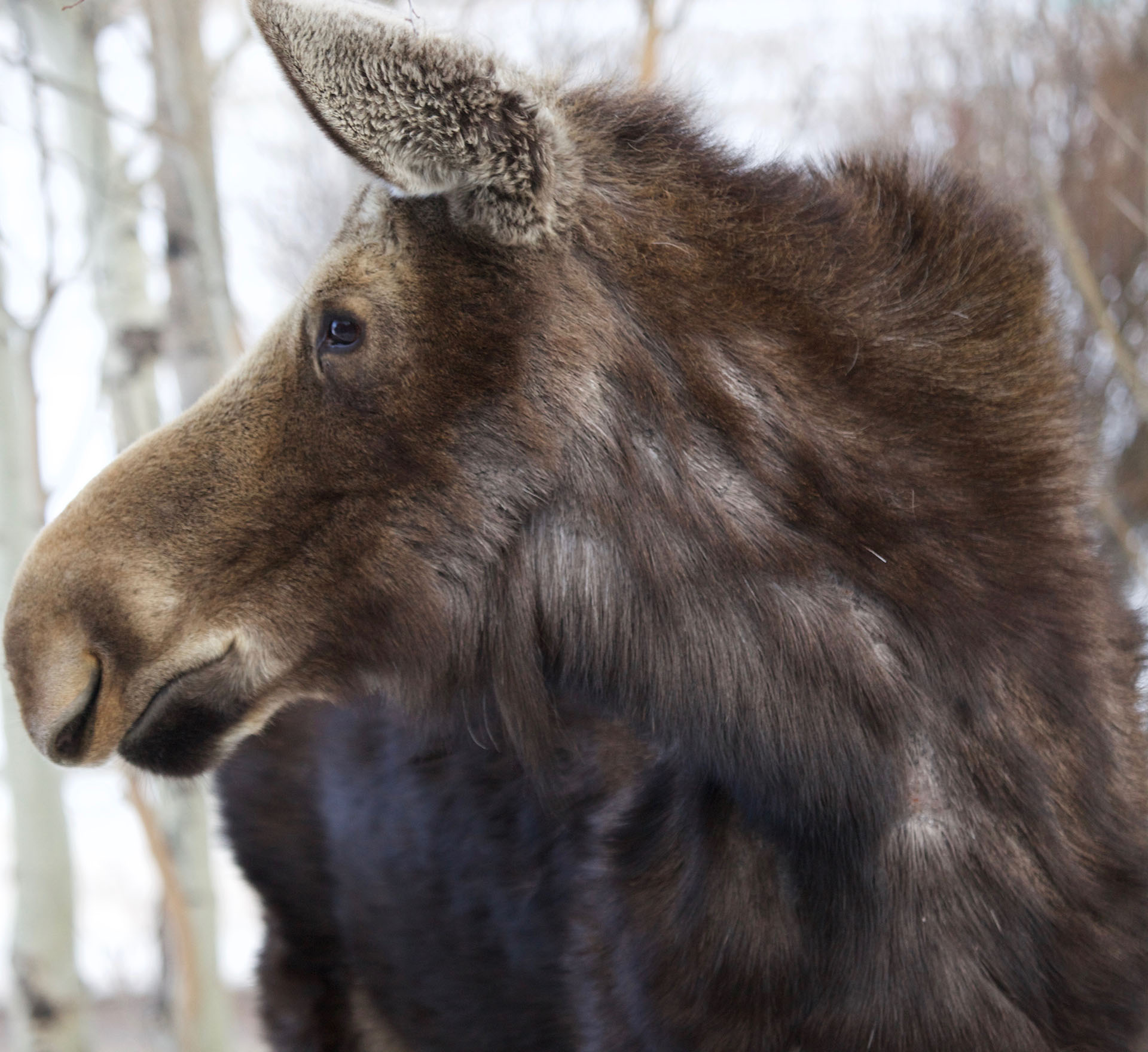 close view of moose head