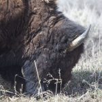 buffalo eating grass