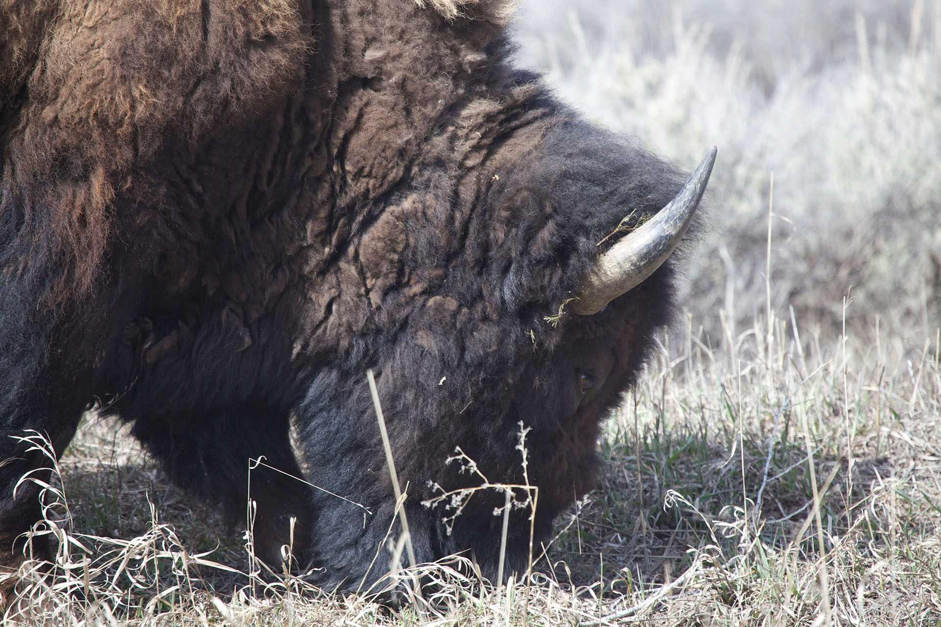 buffalo eating grass