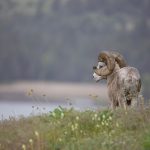 back view of bighorn sheep