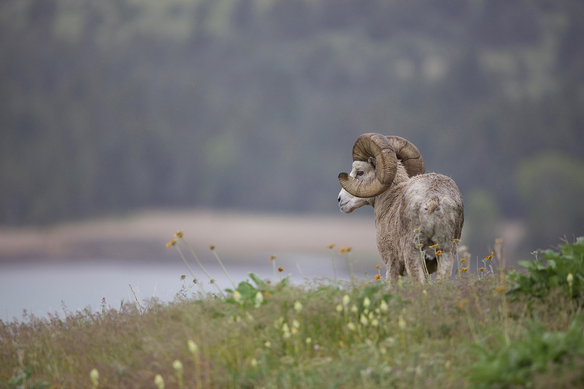 back view of bighorn sheep