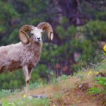 bighorn sheep in field