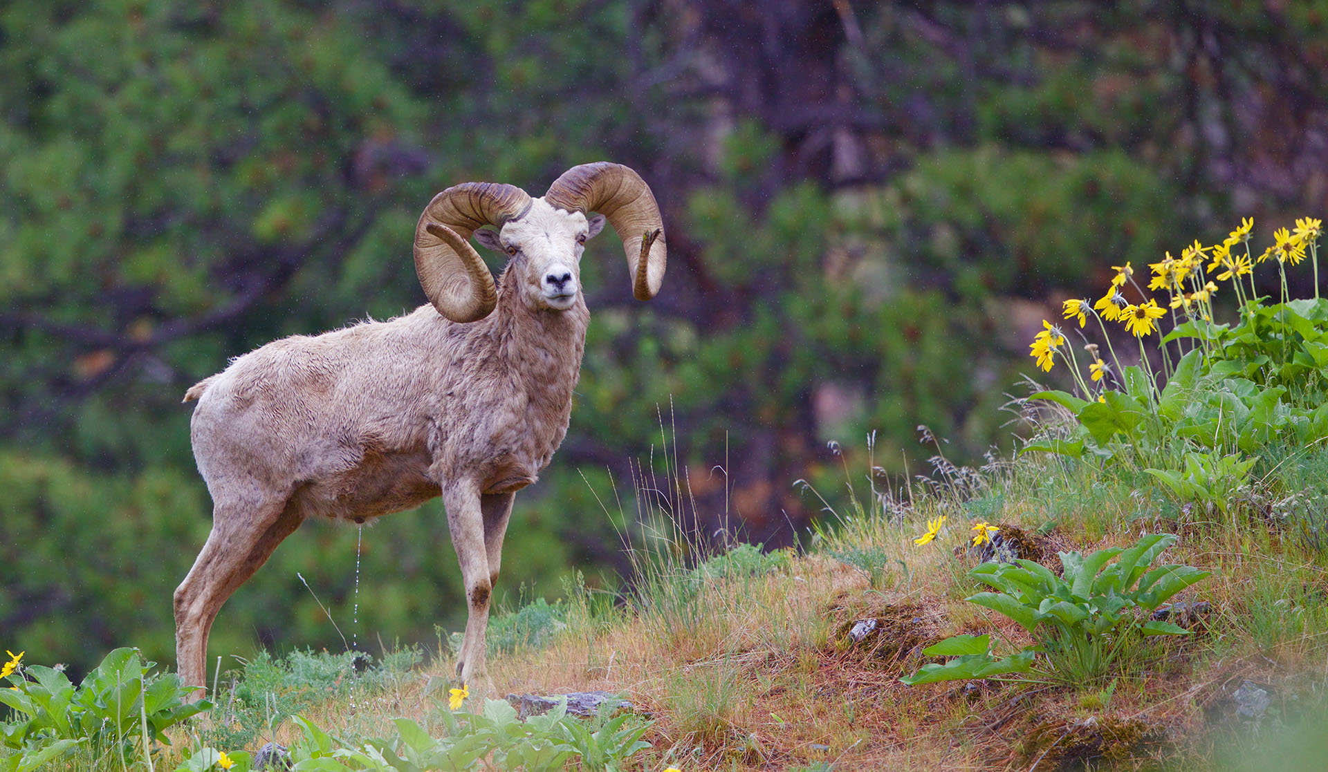 bighorn sheep in field