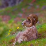 backside of bighorn sheep laying down
