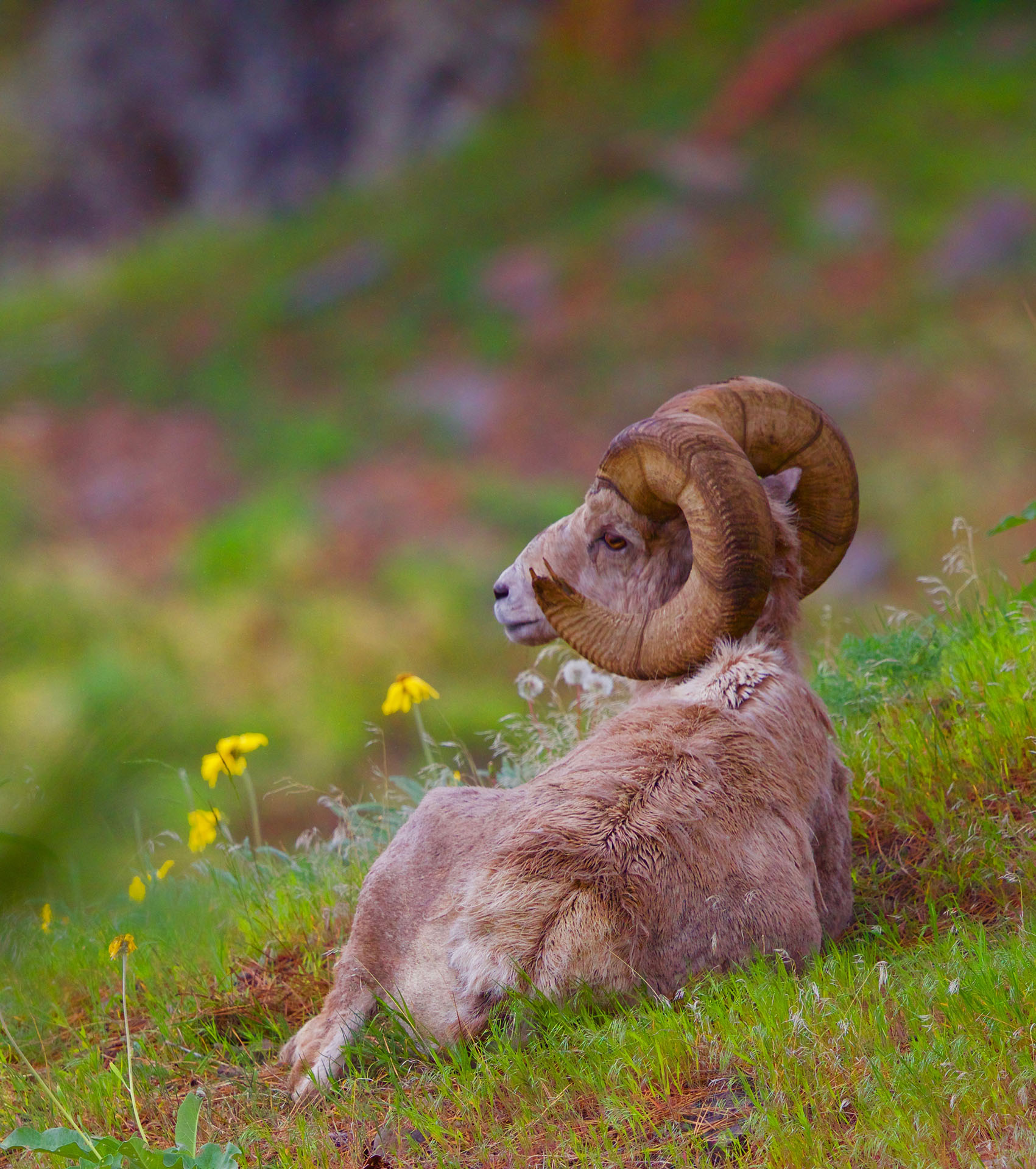 backside of bighorn sheep laying down