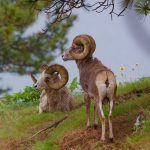 two bighorn sheep
