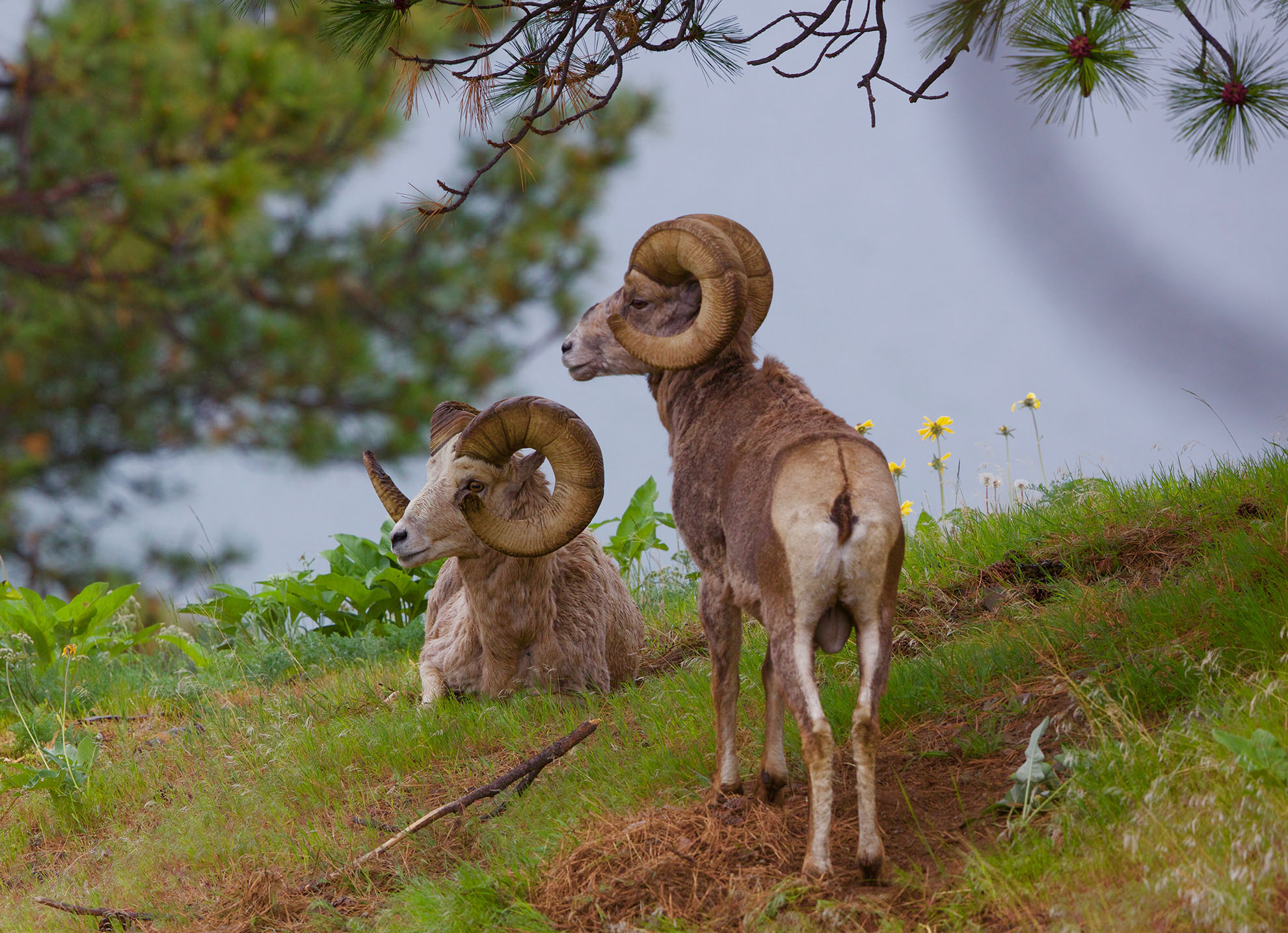 two bighorn sheep