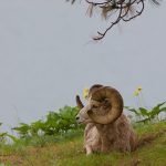 bighorn sheep laying down