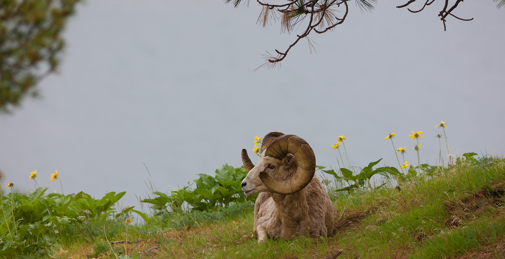 bighorn sheep laying down