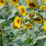 sunflower field