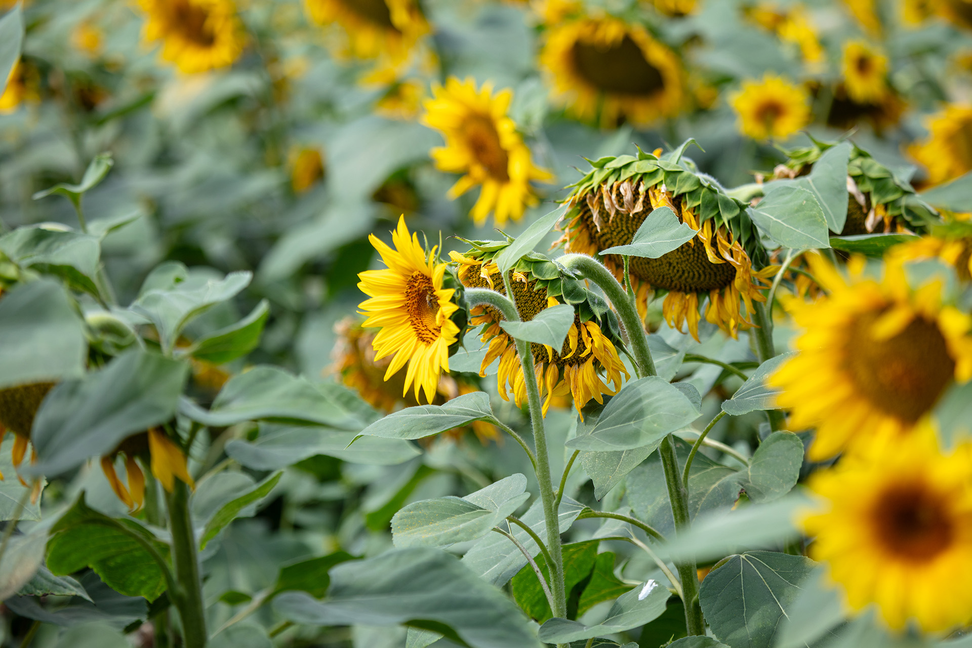 sunflower field
