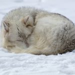 white artic wolf sleeping