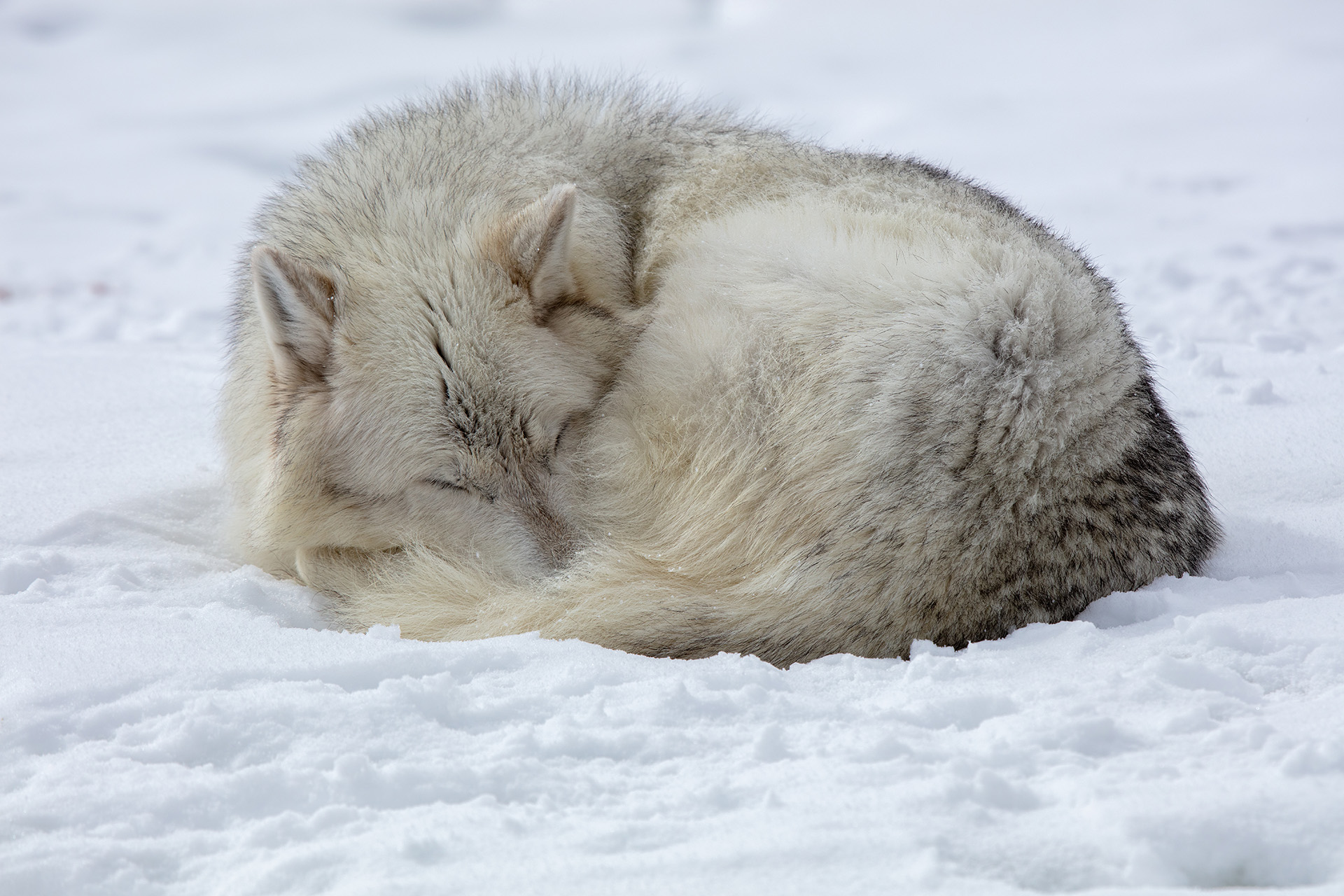 white artic wolf sleeping