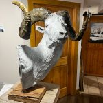 World Record Dall Sheep bronze statue