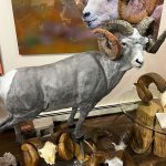 gray world record stone sheep
