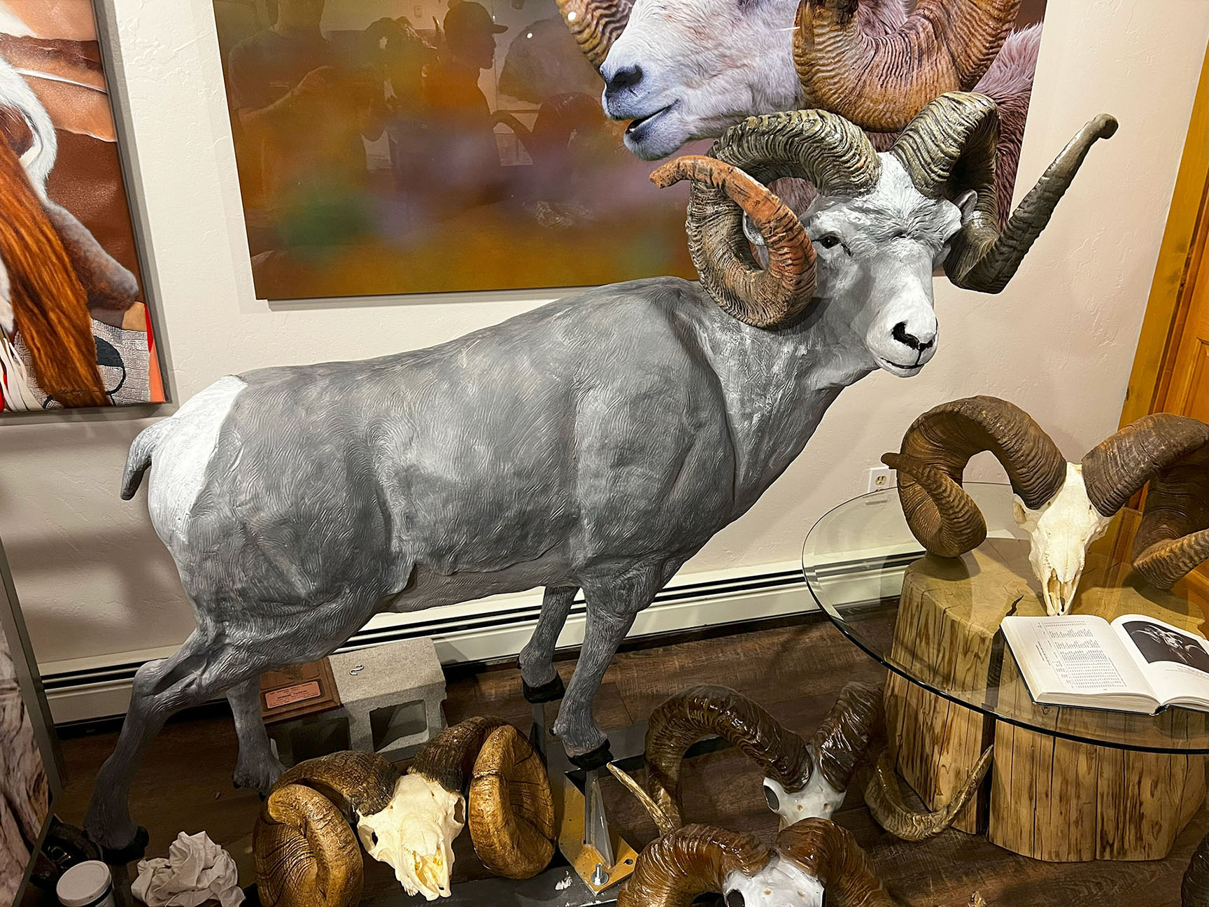 gray world record stone sheep