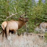 bull elk bugling in field