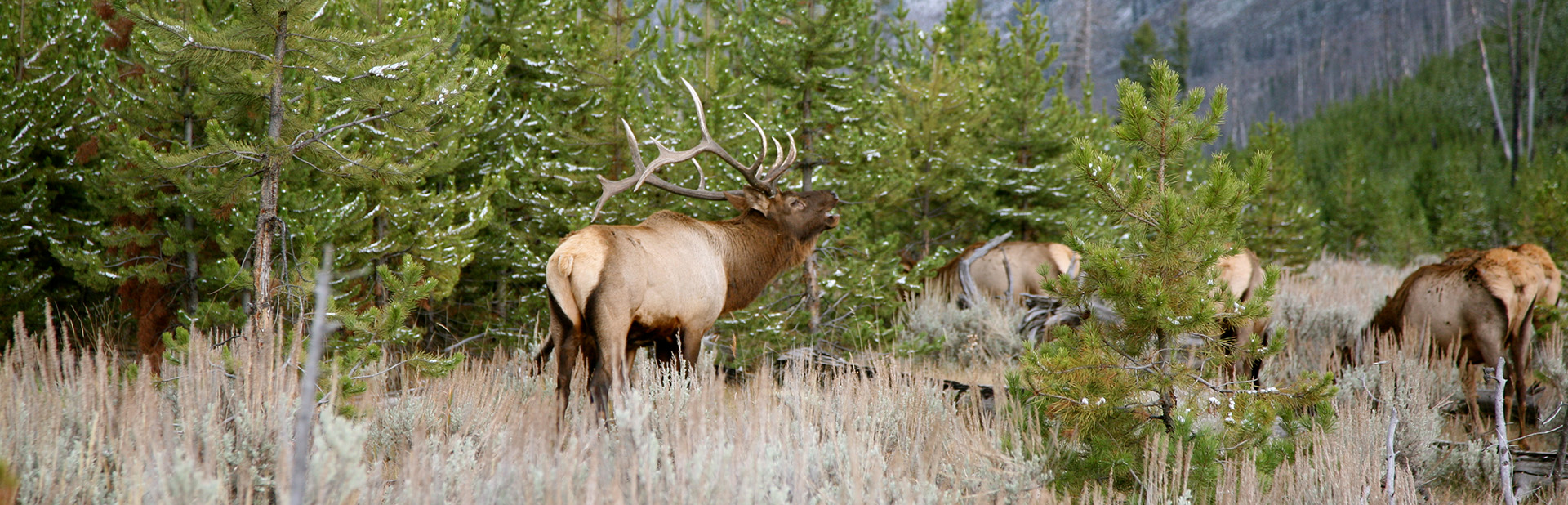 bull elk bugling in field
